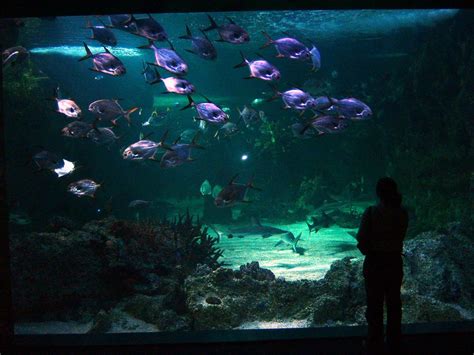 sydney aquarium Free Photo Download | FreeImages