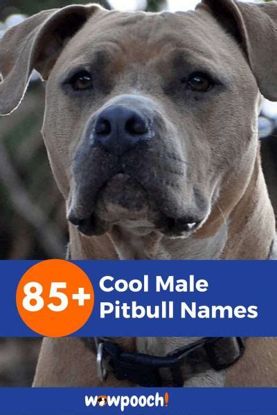 85+ Cool Male Pitbull Names - WowPooch