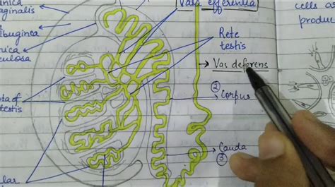 Difference Between Vas Deferens And Vasa Efferentia - Relationship Between