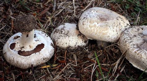 Agaricus bisporus: Sistematica, Etimologia, Habitat, Descrizione ...