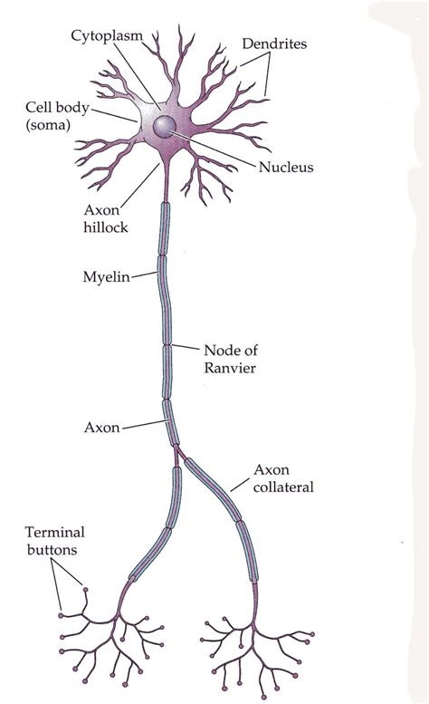 Functions Of Neurons