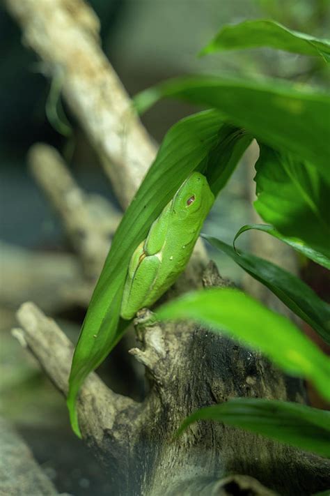 The Red-eyed Tree Frog Camouflage Photograph by Dan Friend - Fine Art ...