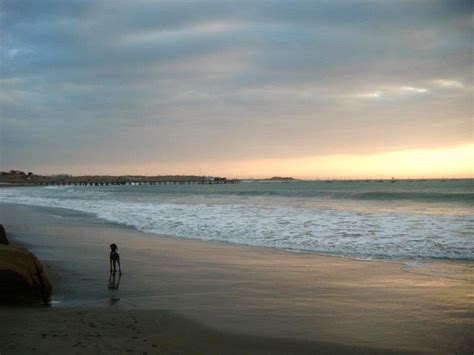 Lobitos Peru Dog on Beach - Suma - Explore Asia