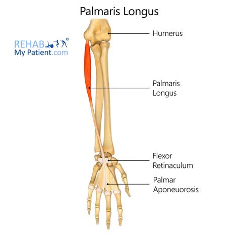 Palmaris Longus | Rehab My Patient