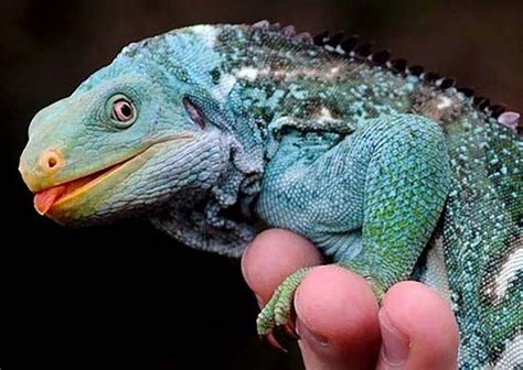 Fiji crested iguana - Alchetron, The Free Social Encyclopedia