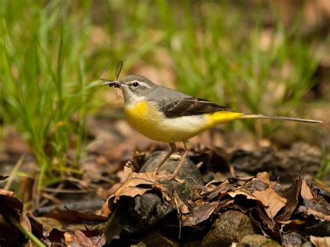 Grey Wagtail Bird Facts (Motacilla cinerea) | Birdfact