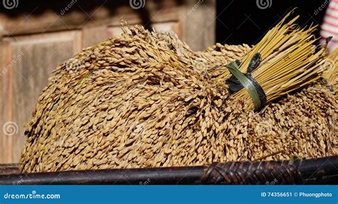 Rice after harvesting stock image. Image of wooden, harvesting - 74356651