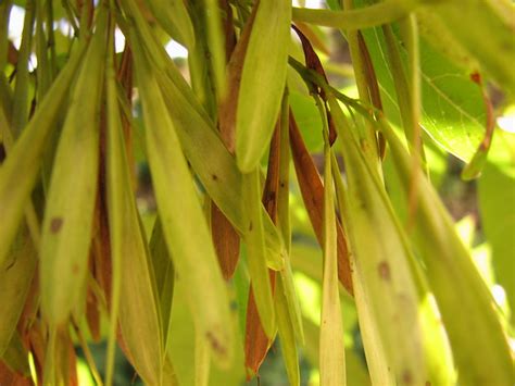 Ash tree seeds | Flickr - Photo Sharing!