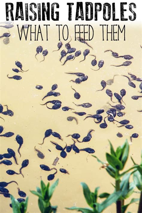 What to Feed Tadpoles - DIY recipes for different stages of development