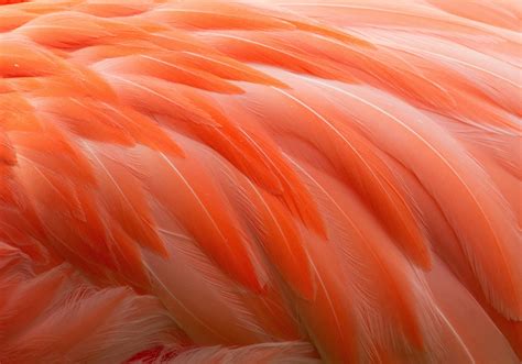 Fonds d'ecran Plume Phoenicopteriformes Macro Orange télécharger photo