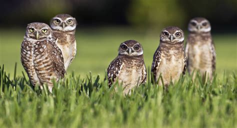 Burrowing Owls : aww