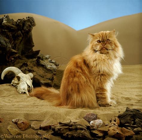 Red tabby Persian male cat photo WP12759