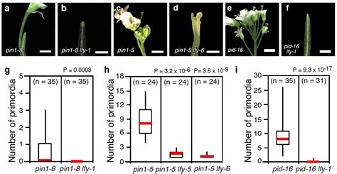 Plants | Free Full-Text | LEAFY and Polar Auxin Transport Coordinately Regulate Arabidopsis ...