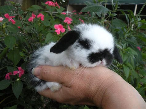 Pet Bunnies For Sale Prices | Pets Animals US