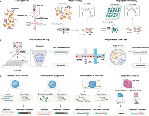 Frontiers In Immunology