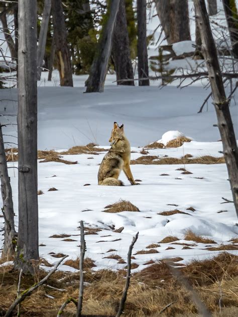 Howling Coyote - T. Kahler Photography