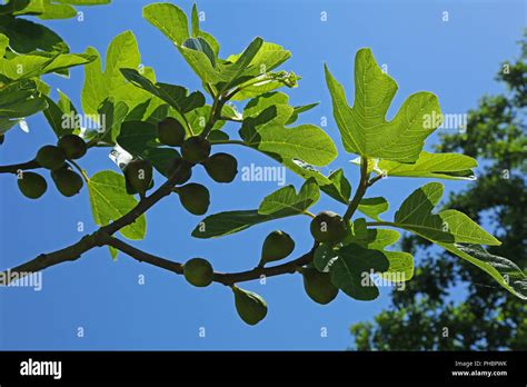 Fig tree (Ficus carica Stock Photo - Alamy
