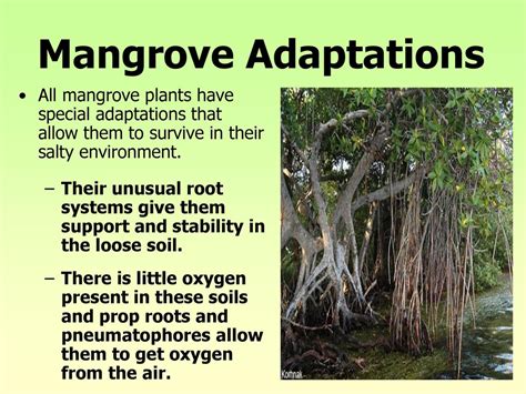 Mangrove Forest Ecosystems - ppt download