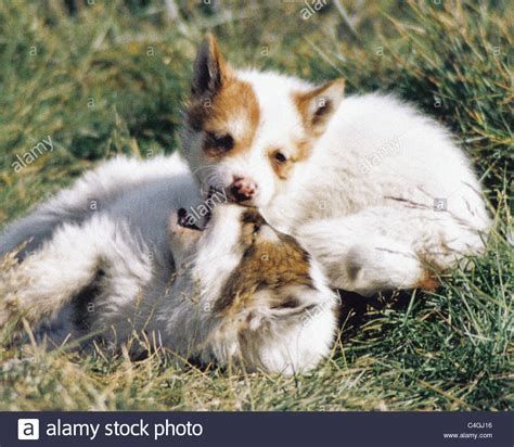 Arctic wolf pups hi-res stock photography and images - Alamy