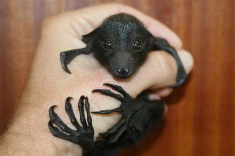 a baby bat! so cute! | Baby bats, Cute bat, Bat