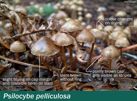 Edible Magic Mushrooms