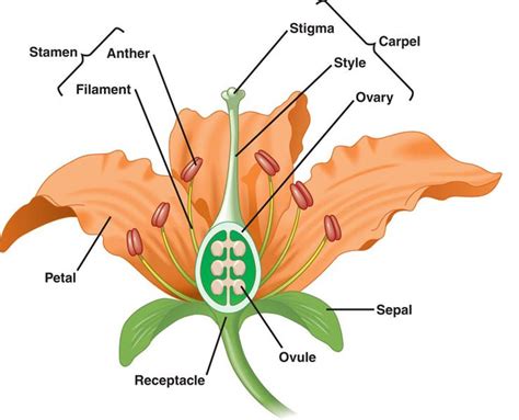 Say it!!! Sepal-PETAL-stamen-CARPLE | Biology 225 at Concordia!!! | Pinterest | Reproductive ...