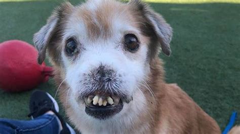 Sniffles, an adoptable dog without a nose, gets outpouring of love