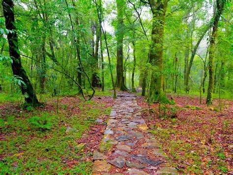 Mawphlang Sacred Grove, Shillong - Timings, Accessibility, Best Time to ...