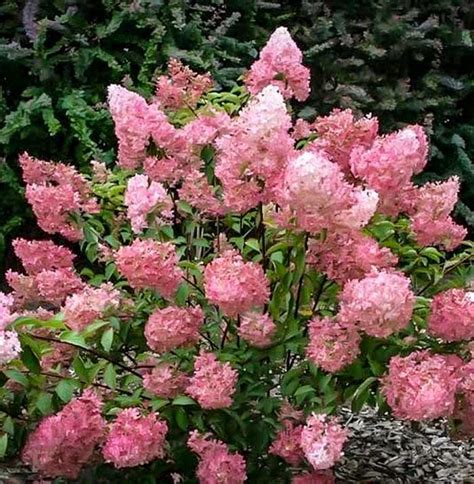 Strawberry Sundae Hydrangea | Dwarf Plant | Huge Blooms - PlantingTree