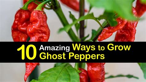 10 Amazing Ways to Grow Ghost Peppers