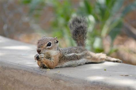 25 best Baby chipmunk images on Pinterest | Chipmunks, Squirrels and ...