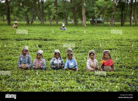 Female workers In Tea Garden At Dibrugarh Stock Photo - Alamy