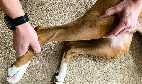 What is the Most Common Knee Injury in Dogs? | Crawlpaw