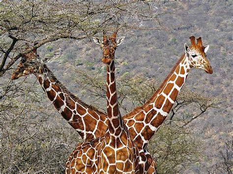 The tallest animal in the world