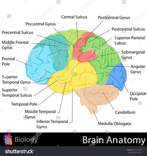 [DIAGRAM] Stroke Brain Diagram - WIRINGSCHEMA.COM