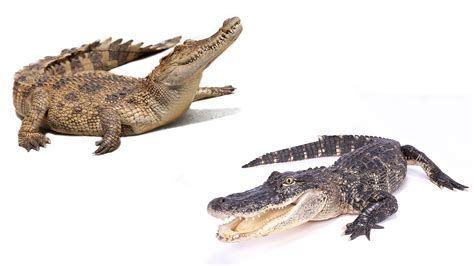 Actualizar 72+ imagen cocodrilo vs caiman vs alligator - Abzlocal.mx
