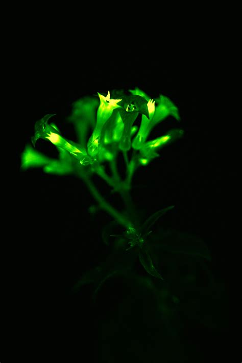 Sustainable Light Achieved in Living Plants — Yampolsky lab