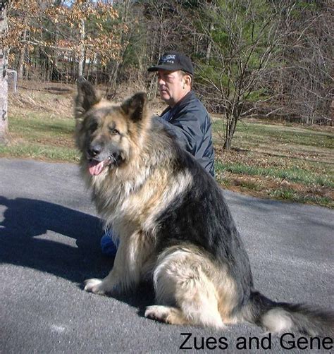 German Shepherd Giant Breed - shepherd