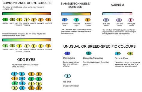 cat eye color chart zacharykruwkim - cierra carter colour and pattern charts cat eye colors cat ...