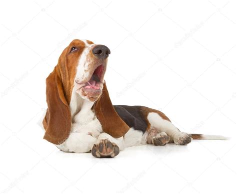 Basset Hound dog sleeping — Stock Photo © artSilense #118357816