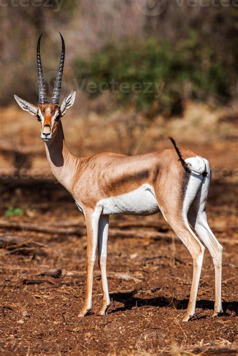 Small gazelle profile taken, in their natural habitat, Africa 718822 ...