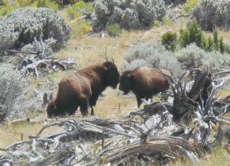 The Henry Mountain Bison Buffalo. | North Lake Powell, Utah.