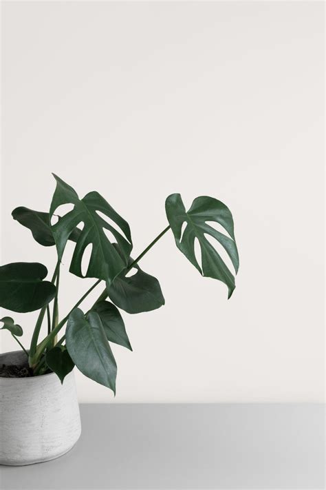 Common houseplants: Beautiful, easy to care for indoor plants | Simple ...