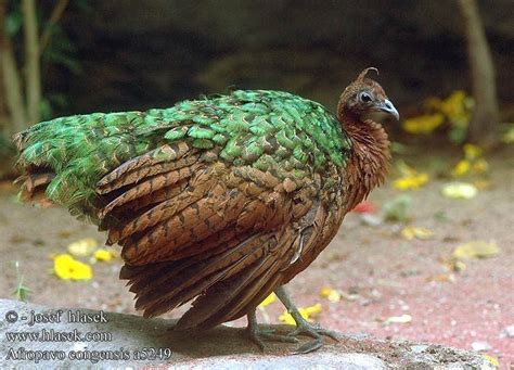 Congo peafowl - Alchetron, The Free Social Encyclopedia