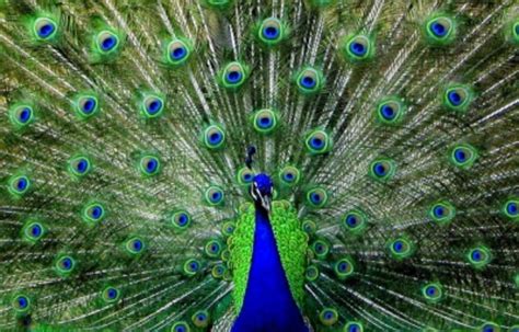 The Beauty of Peacock Feathers - HubPages