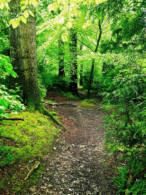 Follow The Gruffalo Trail in Wendover Woods, Buckinghamshire