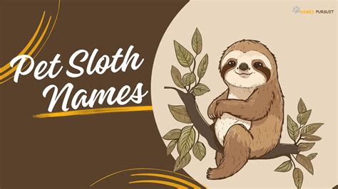 500+ Pet Sloth Names [Cute, Funny, & Clever Ideas]