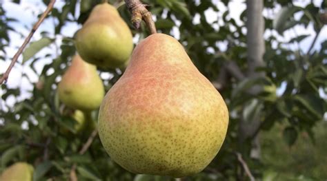 Minimising pome fruit internal breakdown | Yara Australia