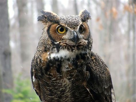 Great Horned Owl - Owl Facts and Information