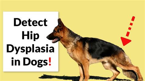 Hip Dysplasia in Dogs! (Diagnosis, Treatment & Prevention) - YouTube